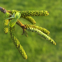 pterocarya_fraxinifolia3md