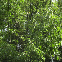 Quercus rubra (Chêne rouge d'Amérique)