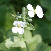 Raphanus sativus (Radis, Radis cultivé)