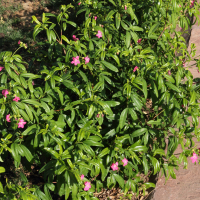 Ravenia spectabilis (Lemonia)