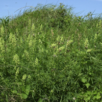 Reseda lutea (Réséda jaune)