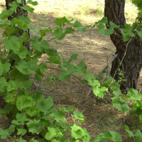 Vitis vinifera sylvestris (Vigne sauvage)