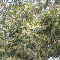Acacia floribunda (Acacia, Mimosa)