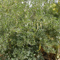 Anagyris foetida (Anagyre fétide)