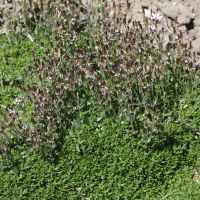 Arenaria purpurascens (Sabline rosée)