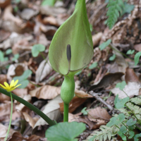 arum_maculatum5md