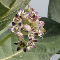 calotropis_procera3md (Calotropis procera)