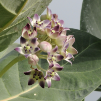 calotropis_procera3md