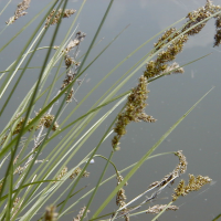 carex_disticha2md (Carex disticha)