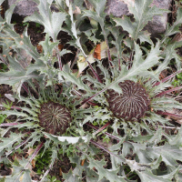 carlina_acaulis3md (Carlina acaulis ssp. caulescens)