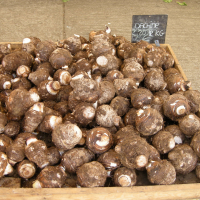 colocasia_esculenta4md (Colocasia esculenta)