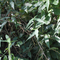 Commelina mascarenica (Commélyne)