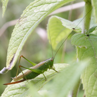 conocephalus_fuscus3md