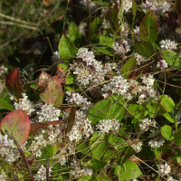 cuscuta_epithymum2md (Cuscuta epithymum)