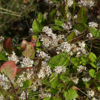 cuscuta_epithymum2md