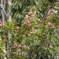 Dichaetanthera oblongifolia (Dichaetanthera)