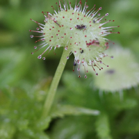 drosera_prolifera2bd