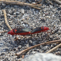 dysdercus_discolor4bd