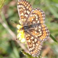 Euphydryas_aurinia