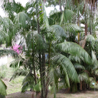Euterpe oleracea (Palmier pinot)