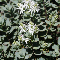 Hebe pinguifolia (Hébé, Véronique arbustive)
