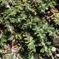Herniaria alpina (Herniaire des Alpes)