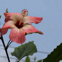 Hibiscus storckii (Hibiscus)