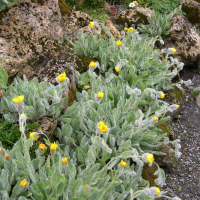 Hieracium villosum (Épervière poilue)