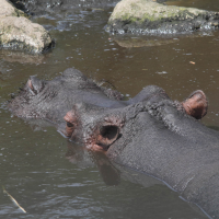 hippopotamus_amphibius3bd