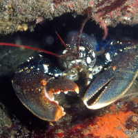 homarus_gammarus2vm