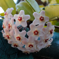 hoya_carnosa3md (Hoya carnosa)
