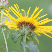 inula_salicina3md