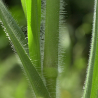 leersia_oryzoides3md