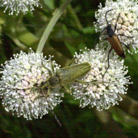 lepturobosca_virens2md