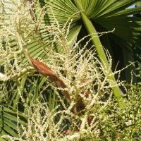 livistona_chinensis2md