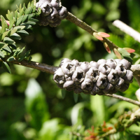 melaleuca_diosmifolia3md