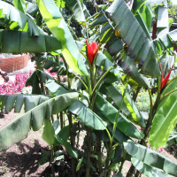 Musa coccinea (Bananier rouge)