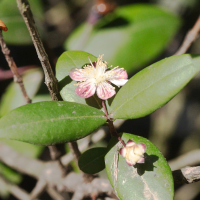 myrtus_communis4md