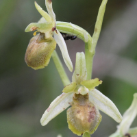 ophrys_virescens8bd