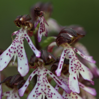 orchis_purpurea6bd
