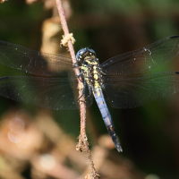 orthetrum_azureum3bd