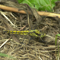 orthetrum_cancellatum5md