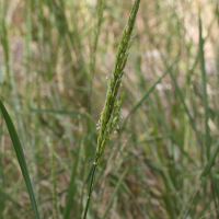 oryza_sativa6md