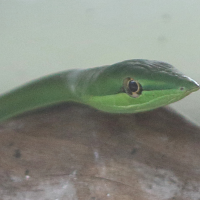 oxybelis_fulgidus2bd (Oxybelis fulgidus)