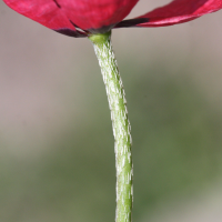 papaver_hybridum3md