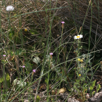 petrorhagia_prolifera5md