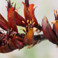 phormium_tenax4md