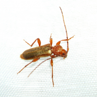 phymatodes_testaceus2md
