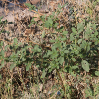 physalis_peruviana8md