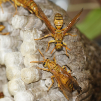 Polistes_olivaceus